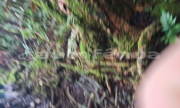 Buy Used Alpine A610 Silver Car in Arue in Tahiti